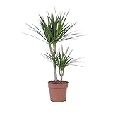 Plant in a Box - Dracaena Marginata - Drachenbaum - Zimmerpflanzen - Topf 17cm - Höhe 70-80cm