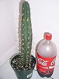 Potseed Keimfutter: Hybrid Kakteensamen 100 Trichocereus Cuzcoensis x SS02 - San Pedro