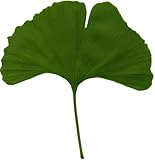 5 Semillas De 'Eje Para 40 Controlador (Ginkgo Biloba) G131 Culantrillo Tree