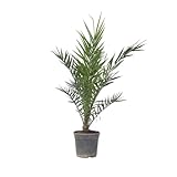 Plant in a Box - Phoenix Canariensis - Höhe 80-100cm - Kanarische Dattelpalme Winterhart fur draußen - Topf 19cm