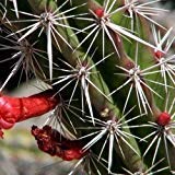 vegherb Octopus Kakteensamen (Stenocereus Alamosensis) 20 + Seeds (40+)