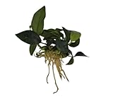 Anubias nana Petite, Wasserpflanze Loose mit Wurzeln, Kleine Anubias Marke Sahawa