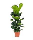 Bloomique - Ficus Lyrata - Geigenfeige - Zimmerpflanzen Groß - Pflegeleicht - Luftreinigend - Höhe 80-100 cm - Topf 21 cm