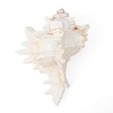 Große natürliche Muscheln, große Ozeanmuscheln, 16–18 cm, Jumbo-Muscheln, perfekt für Hochzeitsdekoration, Strand-Mottoparty, Heimdekorationen, Bastelarbeiten, Aquarium- und Muschelsammler (A-1 Stück)