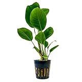 AquaOne Aquarium Pflanze Anubias heterophylla I Wasserpflanze Aquariumpflanze Wurzelstock/Rhizom voll durchwurzelt einfach pflegeleicht Aquascaping Dekoration