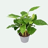 Coffea arabica – kleine Kaffeepflanze – pflegeleichte Zimmerpflanze im Topf Ø 7 cm, ca. 20 cm hoch – kompakt & dekorativ