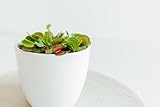 Exemplar Dionea Muscipula Fleischfressende Pflanze – Exotische Zimmerpflanze – ideal für Terrarien und Botanische Sammlungen, echte Keramik Topf 13 cm. extra großer Durchmesser !