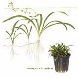 Sagittaria subulata Aquarium Pflanztopf