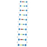 Milisten DNA Modell Doppelhelix Lernset Für Schüler Selbstmontierendes Biologie Lehrmittel Naturwissenschaftliches Unterrichtshilfsmittel Für Zuhause Und Schule