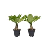 Plant in a Box - Brighamia Insignis - 2er Set - Vulkanpalme - Hawaii Palme - Topf 12cm - Höhe 25-35cm