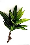 42 cm DRACENA WURZEL Küchen Deko Zweig Künstliche Kunstblumen (K 1767)