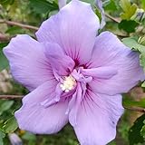 hibiskus - deko wohnzimmer hibiskussamen hecken sträucher winterharte kübelpflanzen, deko gartenblumen 600pcs