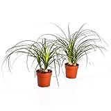 Elefantenfuß 30 cm Beaucarnea recurvata Flaschenbaum Wasserpalme Zimmerpflanze