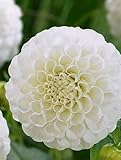 Kiepenkerl 724617, Pompon-Dahlien Snowflake weiss, Blumenzwiebel Dahlie, mehrjährig, von Samenshop24