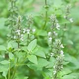 blumensamen, katzenminze pflanze samen bonsai kräutersamen indoor garden Nepeta-cataria topfpflanzen saatgut bodendecker blumen samen exotische pflanzen Heilpflanzen 50pcs