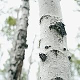 weiße birke balkon, zierbaum winterhart birkenbaum bio baumsamen 100samen