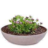 matches21 Pflanzschale für draußen - große Vintage Dekoschale Sand beige marmoriert als Blumentopf Pflanztopf - Schale in 30 x 9 cm als Garten Vogeltränke Balkon-Deko oder Friedhof Grabschale