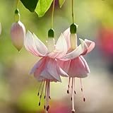 fuchsien pflanzen samen, fuchsiensamen kletterpflanzen winterhart, bio saatgut fuchsien samen kräuterpflanzen, blumen für balkon winterharte pflanzen für garten, winterharte blumen 50pcs