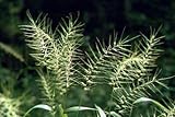 15 graines d 'Hystrix étalé (Hystrix Patula) H116 PORCUPINE GRASS SEEDS SEMILLAS:Seeds Only