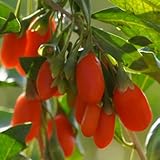 Goji Beeren, Wolfsbeeren, Lycium chinense, bodendecker gartenkräuter nachhaltige geschenke wildkräuter 50Samen