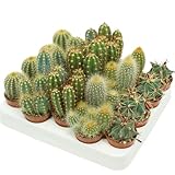 Pflegeleichte Mini-Kakteen im Set, Handverlesener Mix für stilvolle Akzente, (30)