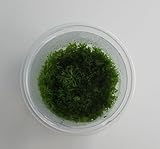 florari In-Vitro Riccia fluitans/Kleines Teichlebermoos