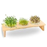 Design Sprossenbank für Kressesamen, Sprossen & Microgreens–Nachhaltiges Sprossen Anzuchtset mit Keimschalen, Brokkolisperossen & Keimlinge – Ideal als Kresse Anzuchtschalen oder Sprossenglas
