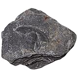 LOEFLIFA Modell eines Urzeitkrebses als dekoratives wissenschaftliches Lehrmaterial für Schüler Langlebiges prähistorisches Krebstier Exklusiver Schmuck zur Heimdekoration und