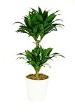 Dracaena deremensis 'Compacta', Drachenbaum, echte Zimmerpflanze grün, 17cm Topfdurchmesser, Höhe ca. 60cm, 1 Pflanze