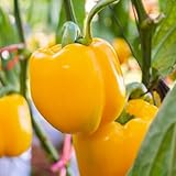 gemüse samen, paprikasamen Bergpflanzung gemüsesaat sommerblumen chilisamen bio saatgut pflanzensamen Gewächshaus Süßpaprika stauden balkongemüse gemüsepflanzen gemüsesamen 50pcs