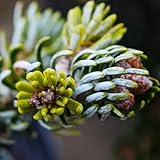 tannenbaum deko minigarten, echt tannensamen bio bonsaibaum, züchten zimmerbonsai deko 300pcs