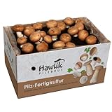 Hawlik Pilzbrut I Großes 10kg Stein-Champignon Pilzzuchtset XXL I Pilze züchten Set I ohne Vorkenntnisse I tolles Geschenk für Gartenfreunde und Gemüse Liebhaber I Pilz Zuchtbox (Groß)