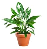 Einblatt | Spathiphyllum | ca. 40-50 cm | ø 12-15 cm Topf | Pflegeleichte Zimmerpflanzen für Wohnung und Büro | Qualität vom Pflanzen Profi | Ideale Raumbegrünung