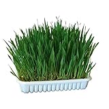 Kerbl Pet Nagergras 100 g