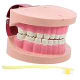 ERINGOGO Realistisches Zahnmodell für Zahnpflege Unterricht Leichtes Tragbares Anatomisches Lernmodell für Grundschule und Wissenschaftsexperimente