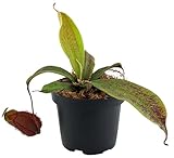 Fangblatt - Nepenthes mirabilis x ampullaria 'Black Miracle' – seltene Kannenpflanze im Ø 9 cm Topf - fleischfressende Pflanze - beliebte Karnivore