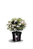 !!WELTNEUHEIT!! Bloombux® – flower & form by INKARHO® 25-30 cm breit im 2 Liter Pflanzcontainer