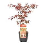 Bloomique - Acer Palmatum Atropurpureum - Japanischer Ahorn - Buntes Laub - Gartenpflanzen - Winterhart - 50-70 cm Hoch - Topf 19 cm