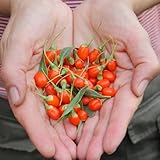 Goji Beeren, bodendecker gartenkräuter Wolfsbeeren, Lycium chinense, nachhaltige geschenke geschenke für gärtner exotische seltene bio 100Samen