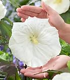 BALDUR Garten Hibiskus 'Carousel Ghost',1 Pflanze, buschiger Wuchs, ideal für Kübel, riesige, schneeweiße Blüten, lange blühender Blickfang, pflegeleicht