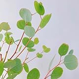 eukalyptus baum samen - bäume kaufen plants garten geschenk deko pflanze zimmerpflanzen zimmerbonsai bonsai exotische pflanzen winterhart topfpflanzen draußen winterhart baumsamen 800pcs