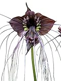 Schwarze Fledermausblume 'Black-Bat-Flower' - Tacca chantrieri *1000 Samen* Teufelsblume