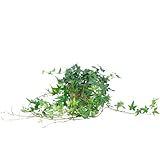 Gemeiner Efeu grün - pflegeleichte Zimmerpflanze, Hedera helix - Höhe ca. 20 cm, Topf-Ø 13 cm