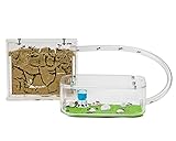AntHouse - Natürliche Ameisenfarm aus Sand | Basic Set (Sandwich + Futterbox) | Inklusive Ameisen