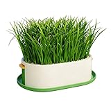 Katzengras-Tablett – Hydrokultur-Pflanzbehälter, Katzengras-Anzuchtkästen für Kätzchen, Snacks, Haustierfütterung, Essen, Zuhause, Cagedfv Indoor Desktop und andere