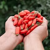 Goji Beeren, Wolfsbeeren, Lycium chinense, exotische goji beeren strauch wildkräuter 250Samen