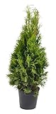 Thuja occidentalis Smaragd 80-100 cm SMARAGD LEBENSBAUM Heckenpflanze im Topf gewachsen - ganzjährig pflanzbar