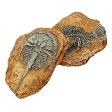 Gadpiparty 2 Stück Simuliertes Harzfossil Terrarium Dekor Kreative Reptilien Box Ornamente Dunkle Atmosphäre für Eidechsen und Amphibien Natürliche Reptilien Terrarien Dekoration