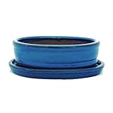 exotenherz - Bonsai-Schale mit Unterteller Gr. 2 - Blau - oval - Modell O7 - L 15,5cm - B 12cm - H 4,5cm