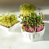 radischensamensprossen sprossen samen balkon pflanze, bio saatgut kräuter samen sprossensamen gartenpflanzen winterharte pflanzen für garten, wintergemüse samen gemüse samen 350pcs